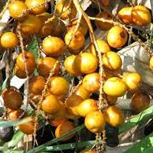 Saw palmetto botanical ingredient